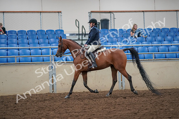 2019 Morgan Horse Show - Aug 30, 2019 - 16102