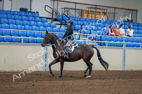 2020 - AB Morgan Horse - Fri, Sept 04 - 01499