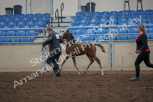 2019 Morgan Horse Show - Aug 31, 2019 - 00417