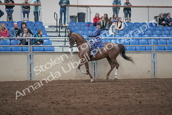 2019 Morgan Horse Show - Aug 31, 2019 - 20636