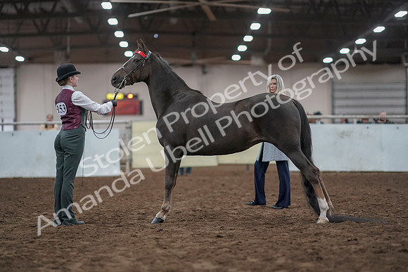 2019 Morgan Horse Show - Aug 31, 2019 - 02006