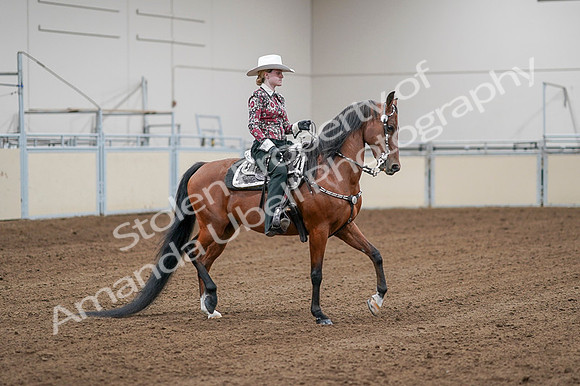 2020 - AB Morgan Horse - Fri, Sept 04 - 08495