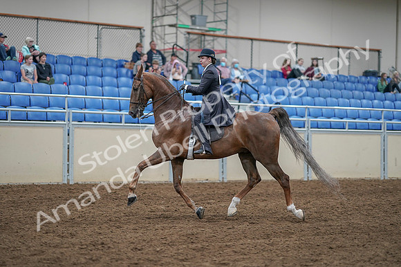 2020 - AB Morgan Horse - Fri, Sept 04 - 11298