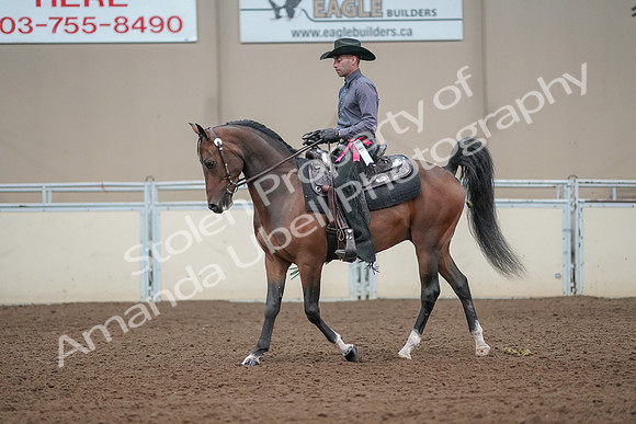 2019 Morgan Horse Show - Aug 31, 2019 - 06280