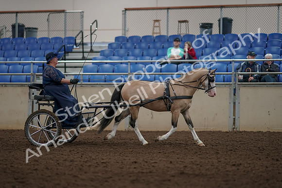 2019 Morgan Horse Show - Aug 31, 2019 - 04441