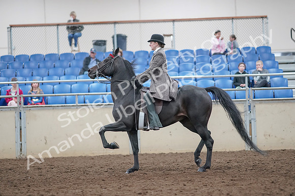 2019 Morgan Horse Show - Aug 31, 2019 - 09418