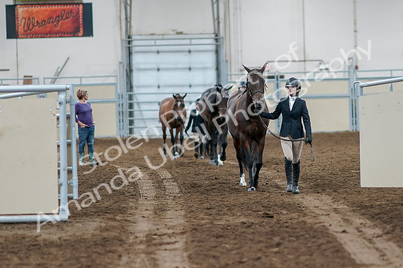2020 - AB Morgan Horse - Fri, Sept 04 - 00722