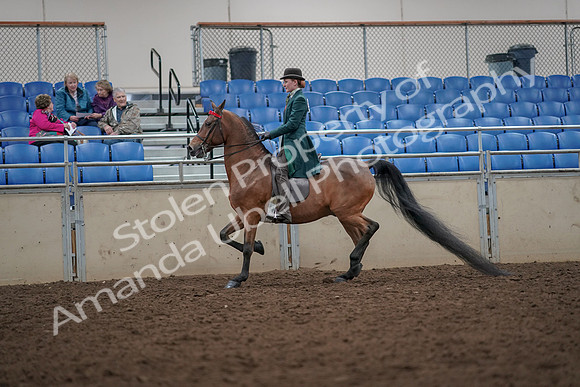 2019 Morgan Horse Show - Aug 30, 2019 - 27964