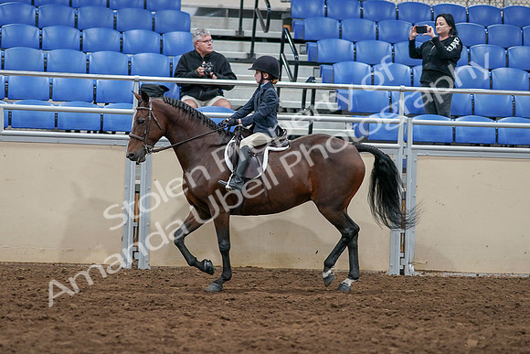 2020 - AB Morgan Horse - Sun, Sept 06 - 07715