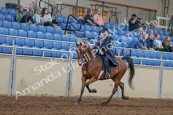 2020 - AB Morgan Horse - Fri, Sept 04 - 11466