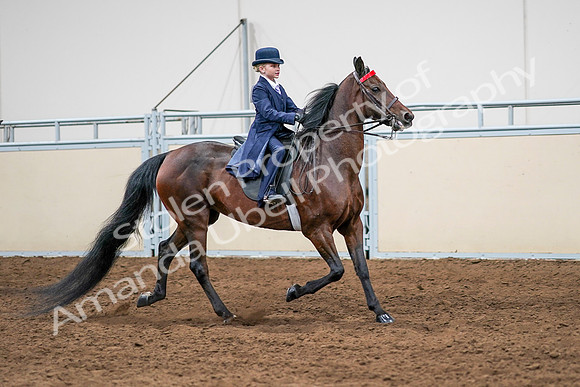 2020 - AB Morgan Horse - Sun, Sept 06 - 08020