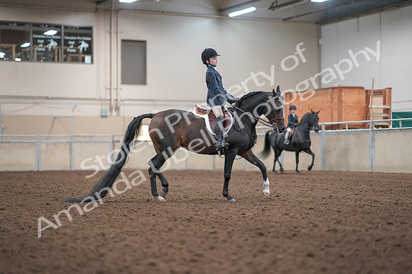 2019 Morgan Horse Show - Aug 31, 2019 - 19615