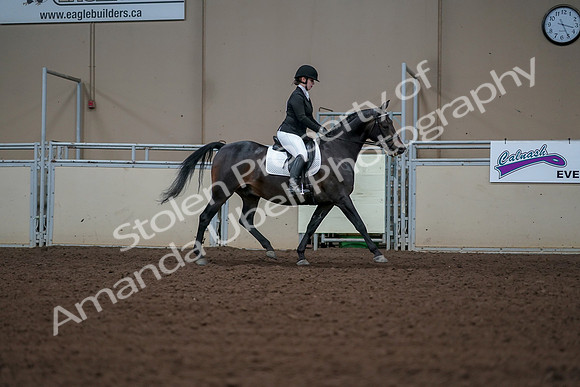 2019 Morgan Horse Show - Aug 30, 2019 - 18535