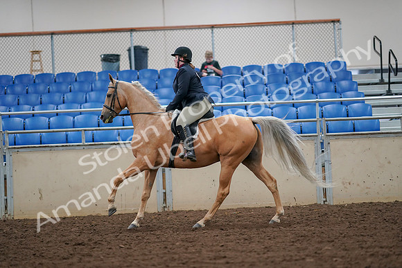 2019 Morgan Horse Show - Aug 30, 2019 - 16335