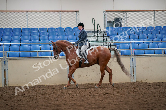 2019 Morgan Horse Show - Aug 30, 2019 - 22313