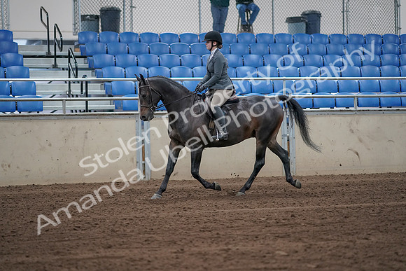 2019 Morgan Horse Show - Sept 01, 2019 - 10895_1
