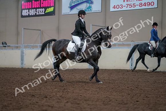 2019 Morgan Horse Show - Aug 30, 2019 - 18474