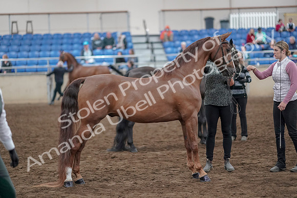 2019 Morgan Horse Show - Aug 31, 2019 - 03732