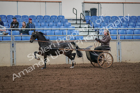 2019 Morgan Horse Show - Aug 30, 2019 - 13228