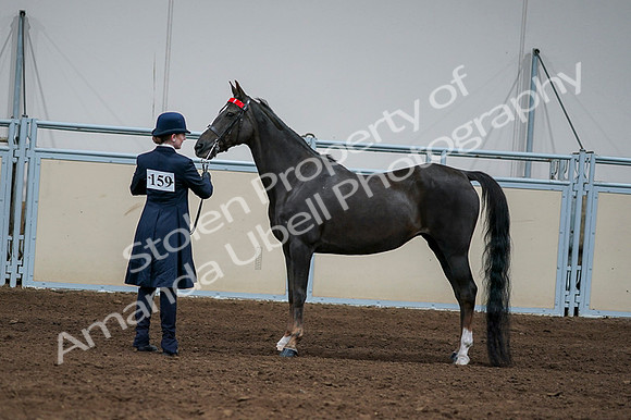 2020 - AB Morgan Horse - Fri, Sept 04 - 00706