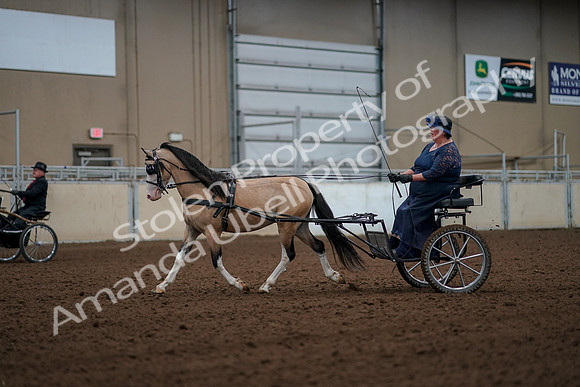 2019 Morgan Horse Show - Aug 30, 2019 - 13250
