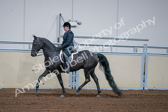 2020 - AB Morgan Horse - Fri, Sept 04 - 01576
