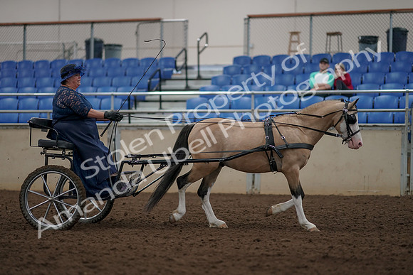 2019 Morgan Horse Show - Aug 31, 2019 - 04489