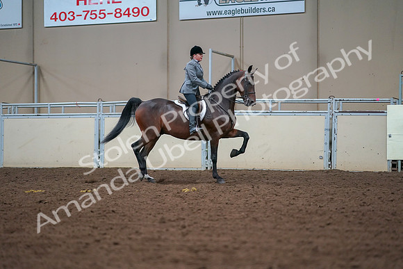 2019 Morgan Horse Show - Aug 30, 2019 - 20927