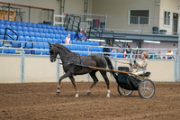 2020 - AB Morgan Horse - Sat, Sept 05 - 05839