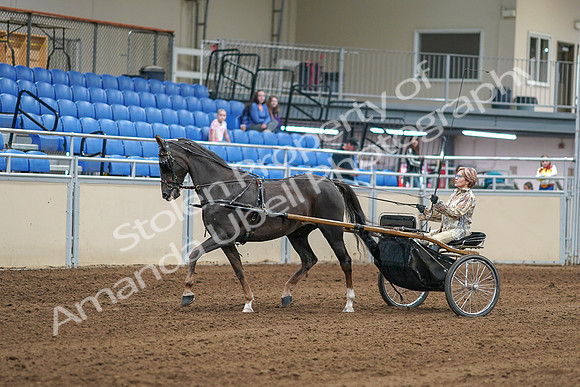 2020 - AB Morgan Horse - Sat, Sept 05 - 05839