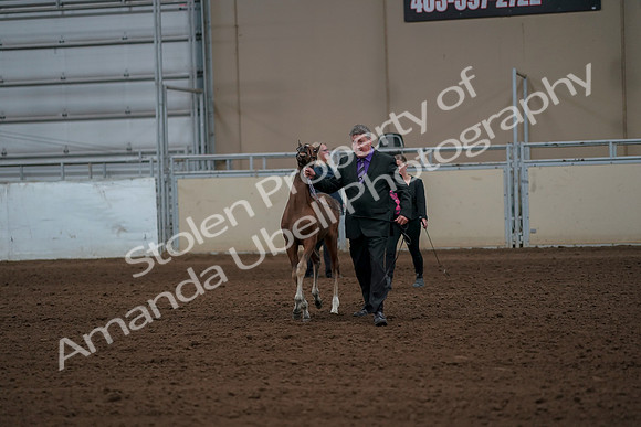 2019 Morgan Horse Show - Aug 30, 2019 - 24740