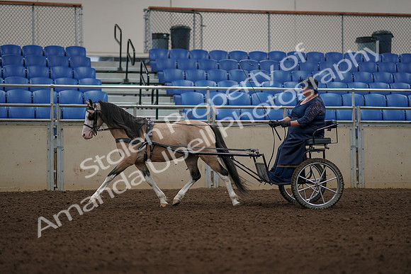 2019 Morgan Horse Show - Aug 31, 2019 - 04347