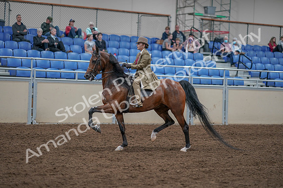 2020 - AB Morgan Horse - Fri, Sept 04 - 11174
