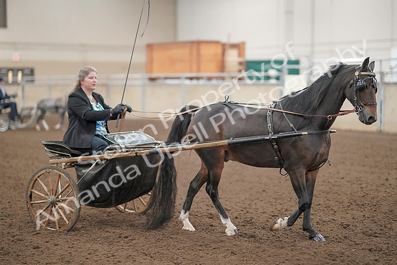 2019 Morgan Horse Show - Aug 31, 2019 - 04406