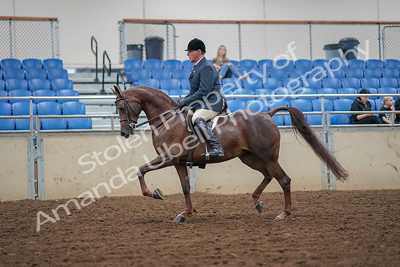 2019 Morgan Horse Show - Aug 30, 2019 - 17259
