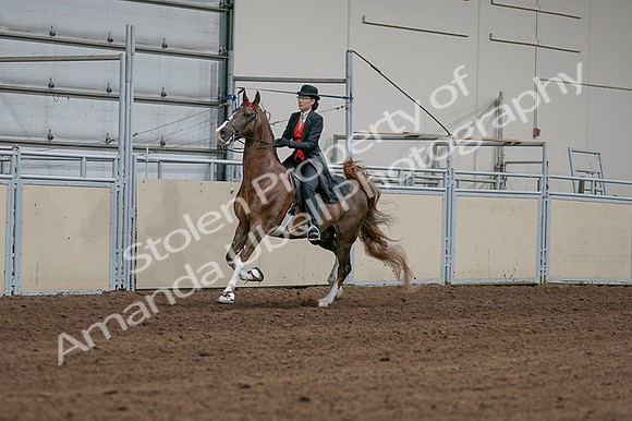 2020 - AB Morgan Horse - Fri, Sept 04 - 09702