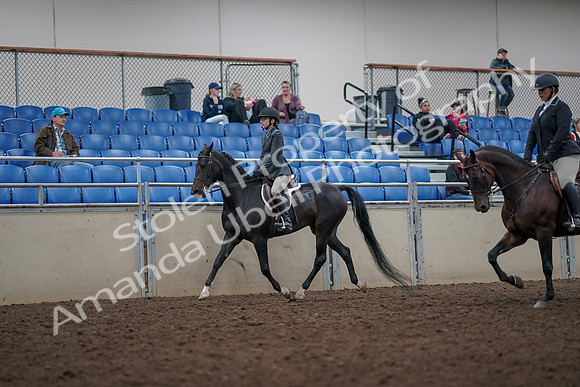 2019 Morgan Horse Show - Aug 31, 2019 - 14859
