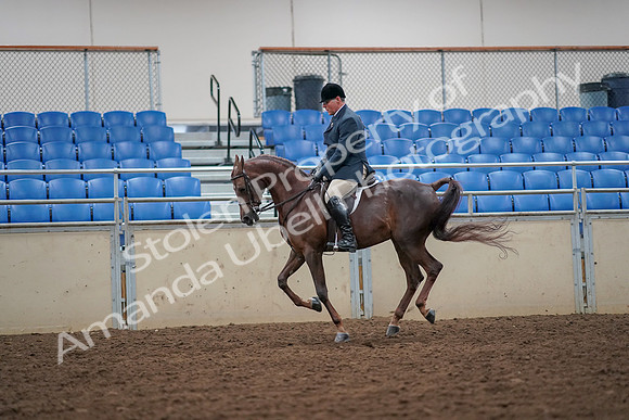 2019 Morgan Horse Show - Aug 30, 2019 - 17429
