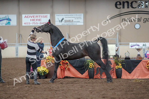 2019 Morgan Horse Show - Aug 31, 2019 - 00958