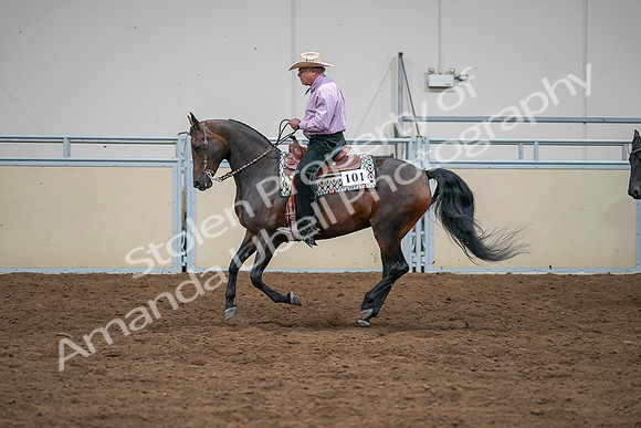 2020 - AB Morgan Horse - Sat, Sept 05 - 05656