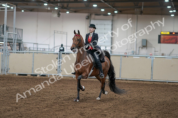 2020 - AB Morgan Horse - Sat, Sept 05 - 06690