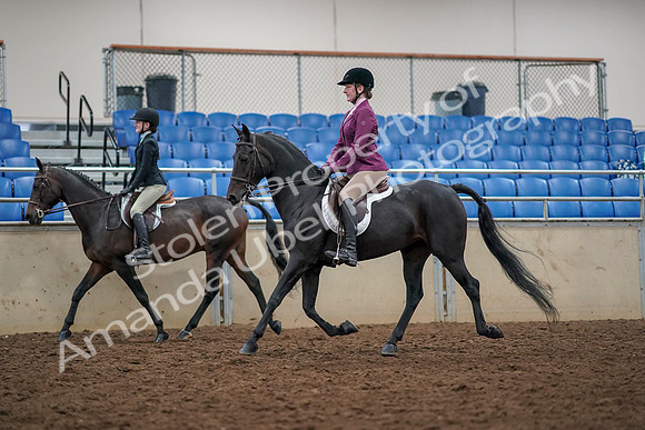 2019 Morgan Horse Show - Aug 30, 2019 - 23331