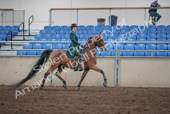2019 Morgan Horse Show - Sept 01, 2019 - 13358