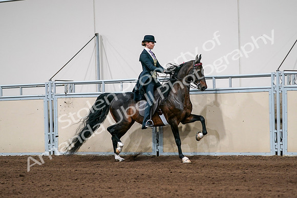 2020 - AB Morgan Horse - Sat, Sept 05 - 06398