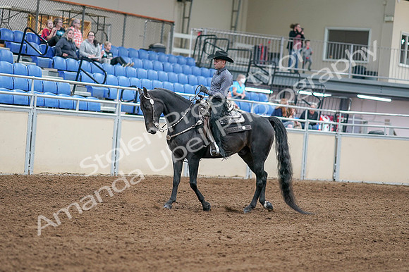 2020 - AB Morgan Horse - Fri, Sept 04 - 08269