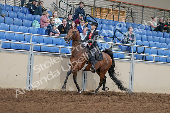 2020 - AB Morgan Horse - Sat, Sept 05 - 06716
