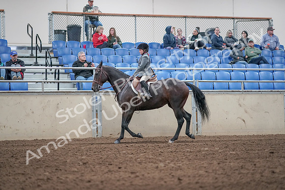 2019 Morgan Horse Show - Aug 31, 2019 - 19447