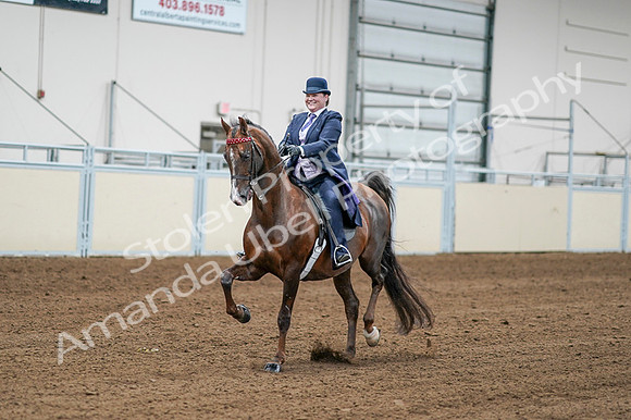 2020 - AB Morgan Horse - Fri, Sept 04 - 08190