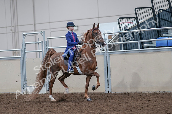 2020 - AB Morgan Horse - Fri, Sept 04 - 05225