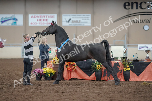 2019 Morgan Horse Show - Aug 31, 2019 - 00983